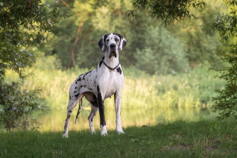 Great Dane: The Emotional Support Horse