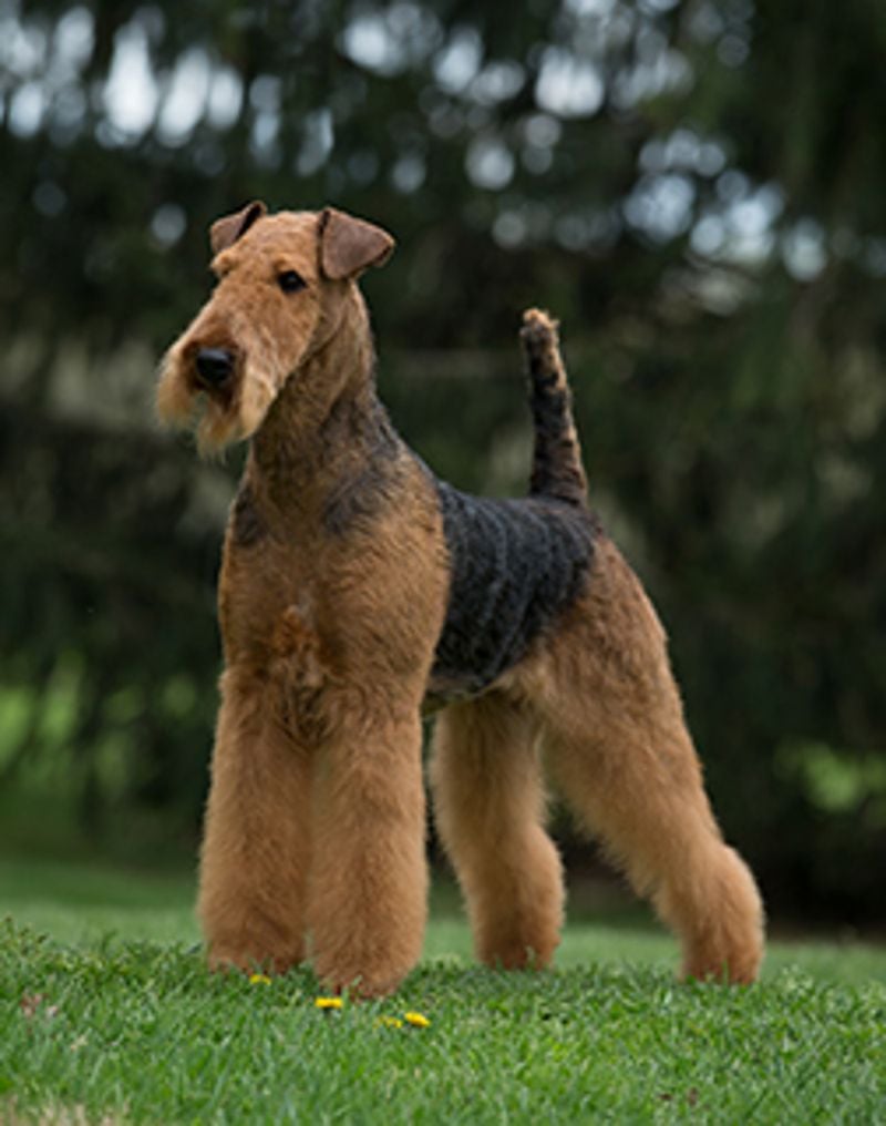 Airedale Terrier