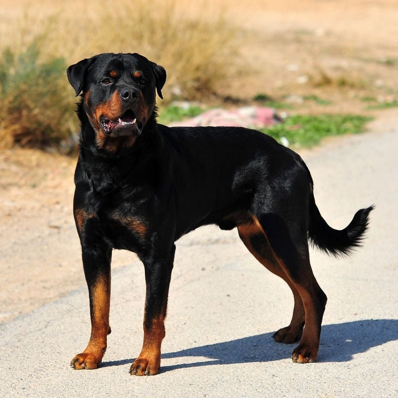 Rottweiler – The Roman Cattle Driver (328 PSI)