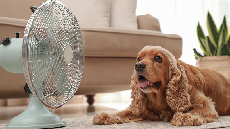 Set Up Fans or Use Air Conditioning