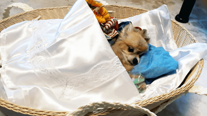 Contact a Pet Cremation or Burial Service