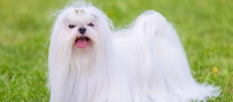 Maltese