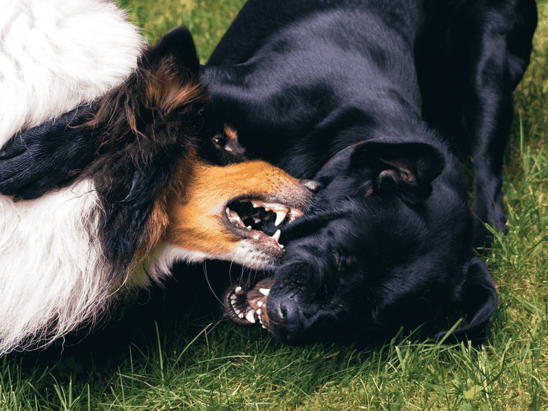 Conflict Resolution: Aggression Patterns