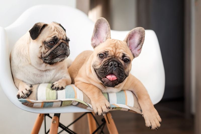 Built-in companionship for your dog