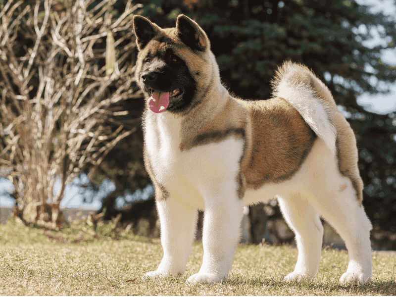 The Dignified Protector: Akita