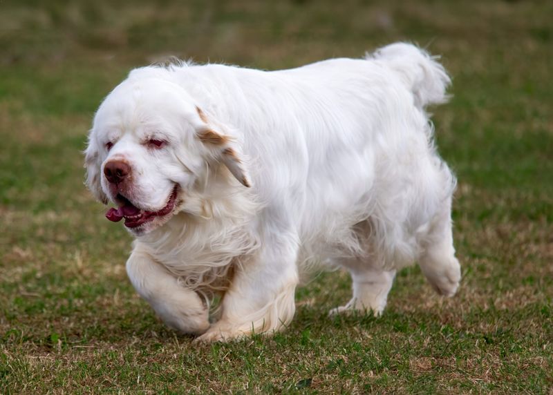 Clumber Spaniel: The Royal Family's Secret Stress-Buster