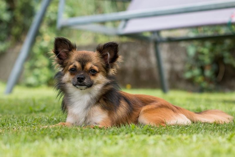 Chihuahua: Tiny Guardians with Fierce Devotion