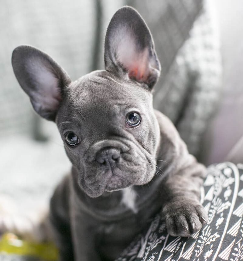 French Bulldog