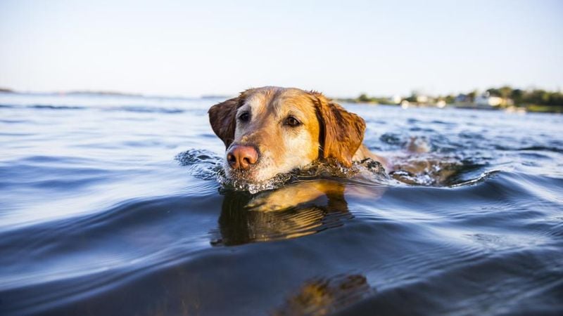 Labrador Retriever: The Water-Loving Wanderer