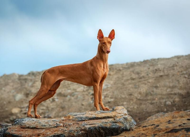 Pharaoh Hound: Malta's Living Treasure