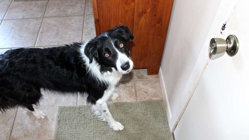 Skipping Walks or Playtime
