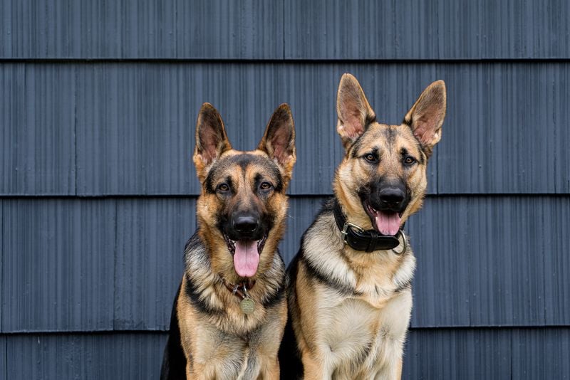 Resilient Role Models in Multi-Dog Homes