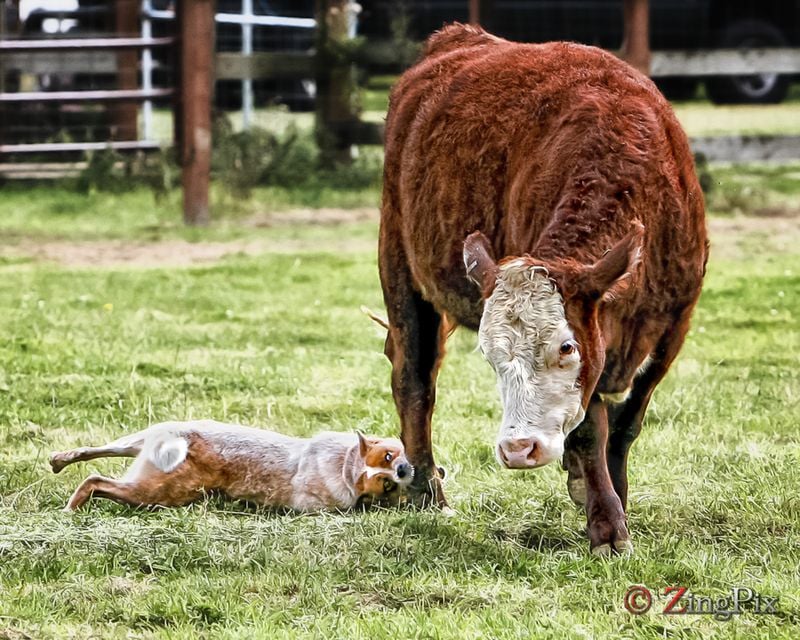 Australian Cattle Dog