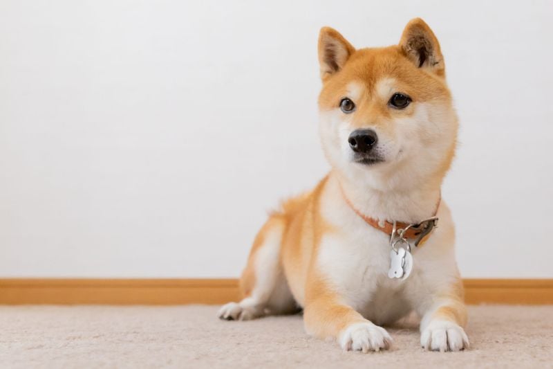 Shiba Inu: The Foxy Independent