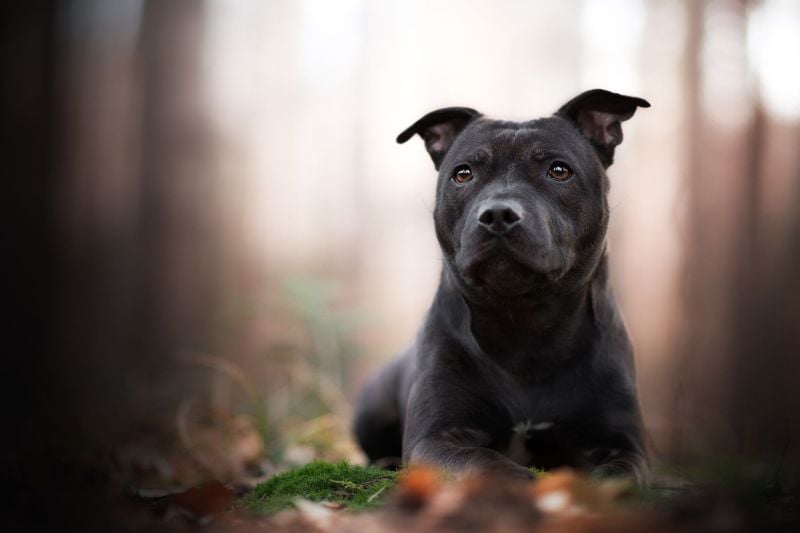Staffordshire Bull Terrier: The Loyal Powerhouse