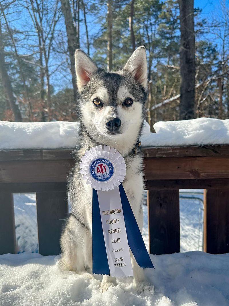 Alaskan Klee Kai