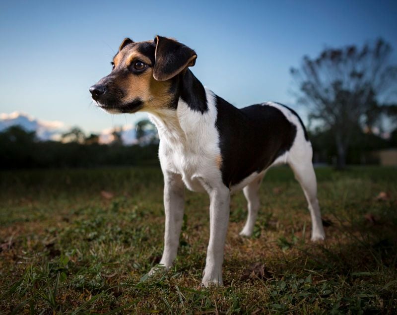 Danish-Swedish Farmdog