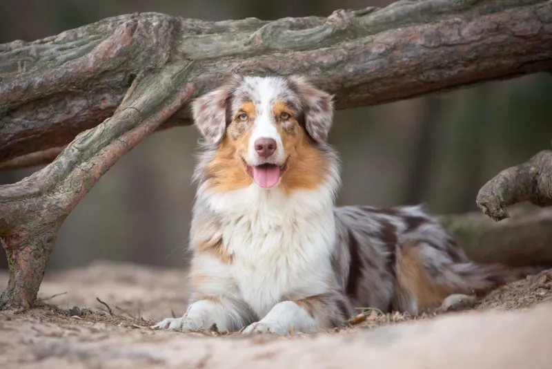 Australian Shepherd: Versatile Partners with Reliable Temperaments