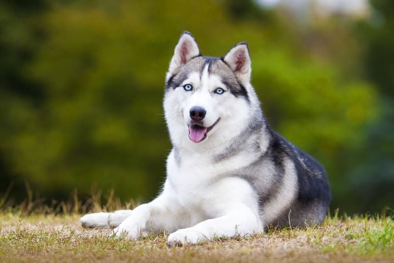 Siberian Husky: Wild Spirit with a Nipping Habit