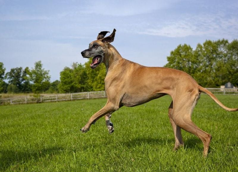 Great Dane