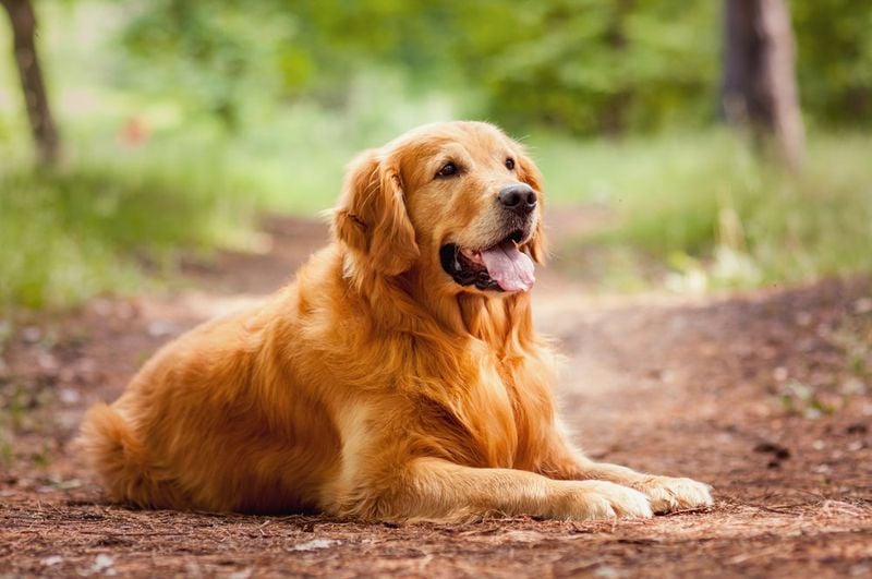 Golden Retriever: Sunshine in Fur Form