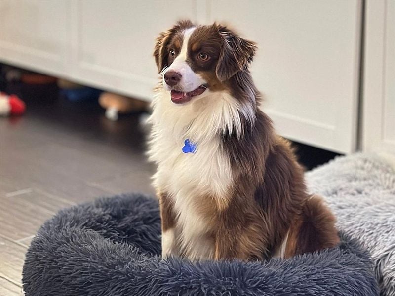 They’re Surprisingly Adaptable to Apartment Life