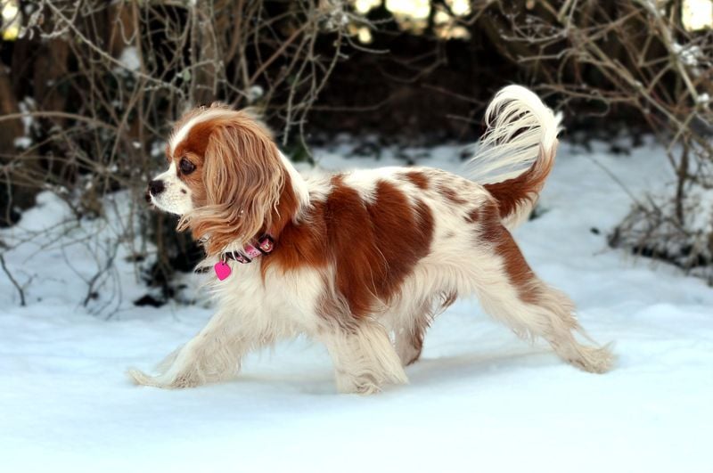 Cavalier King Charles Spaniel's Heartbreaking Condition