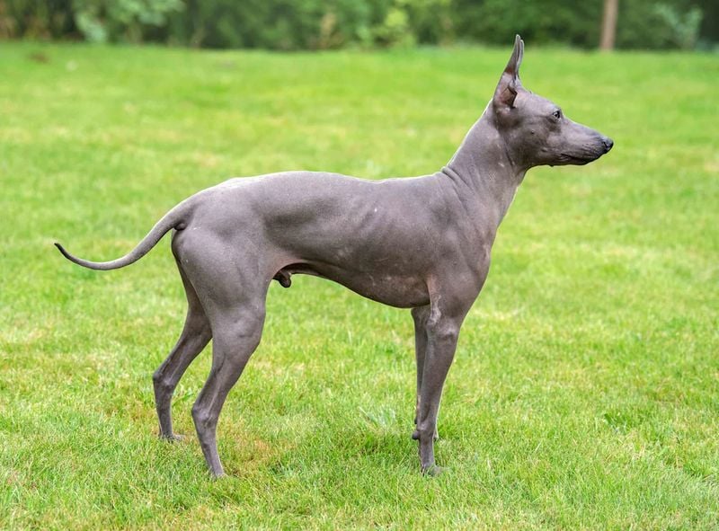 Peruvian Inca Orchid (Hairless variety)