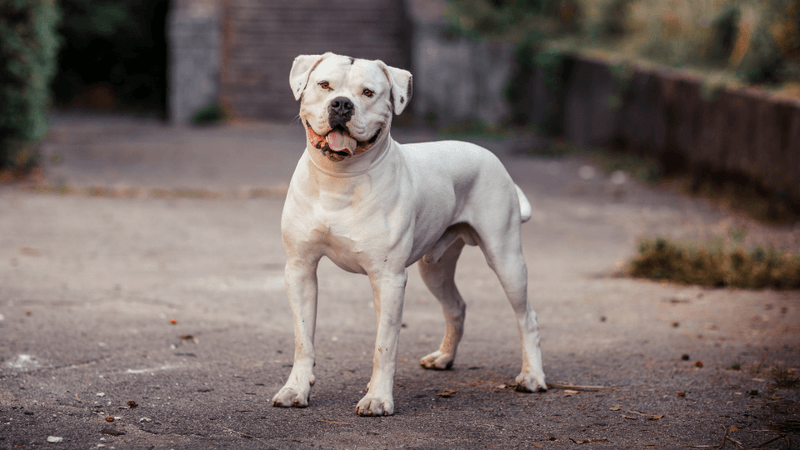 American Bulldog – The Versatile Farmhand (305 PSI)