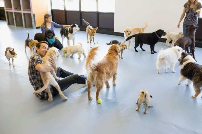 Schedule Playdates or Doggy Daycare