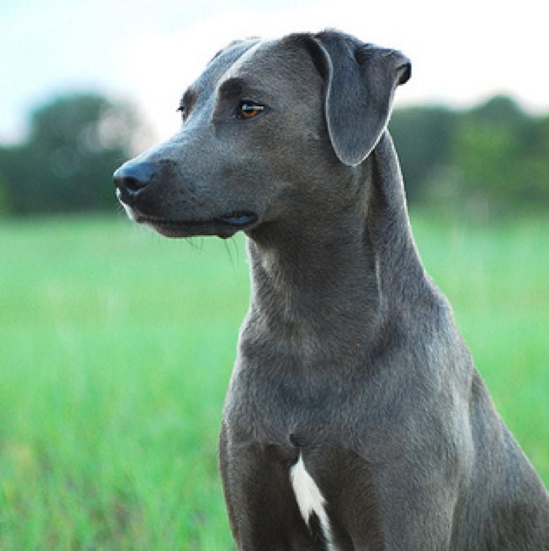 Blue Lacy