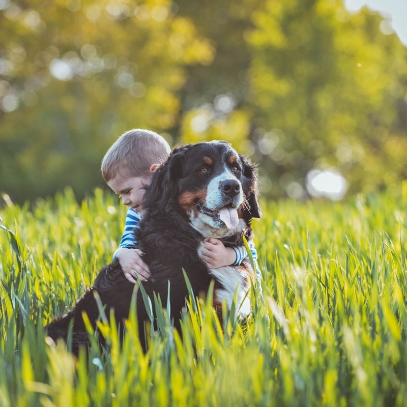 Bernese Mountain Dog