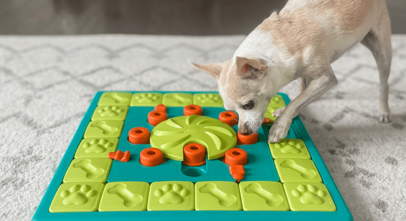 Introduce Gentle Mental Stimulation