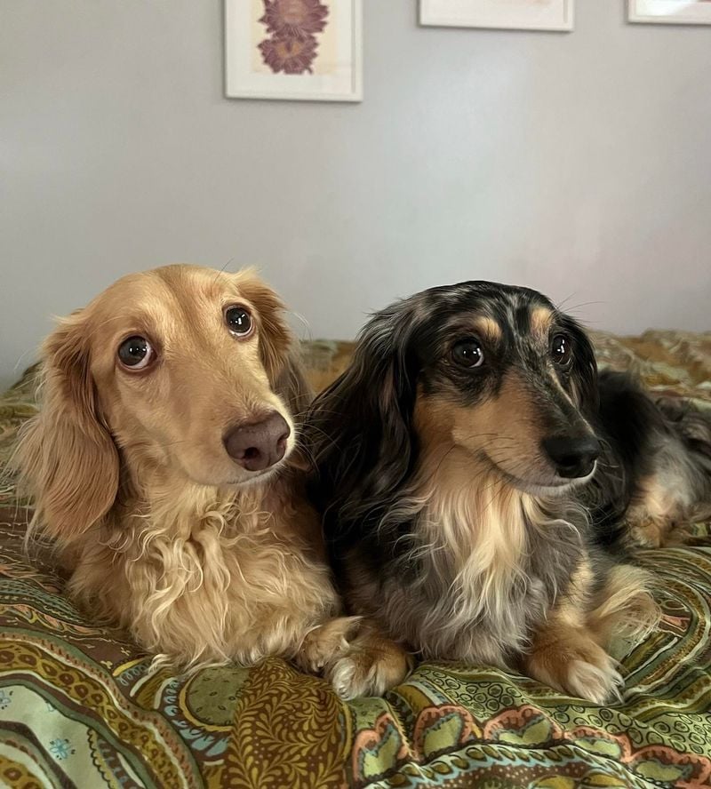 Dachshund