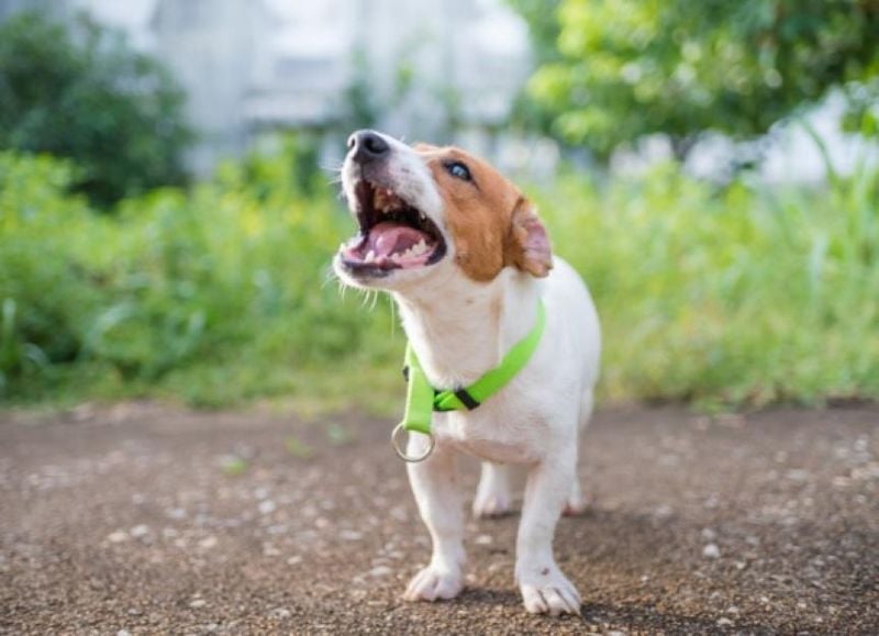 Dogs Who Bark a Lot Are Badly Behaved