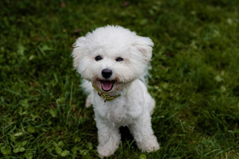 Bichon Frise: Cotton-Ball Charmer