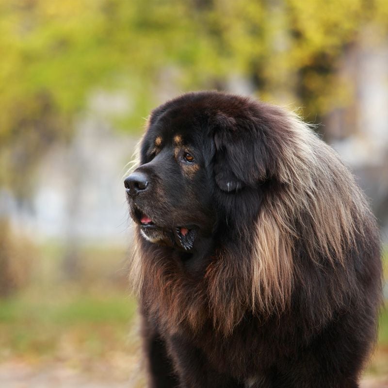 Tibetan Mastiff