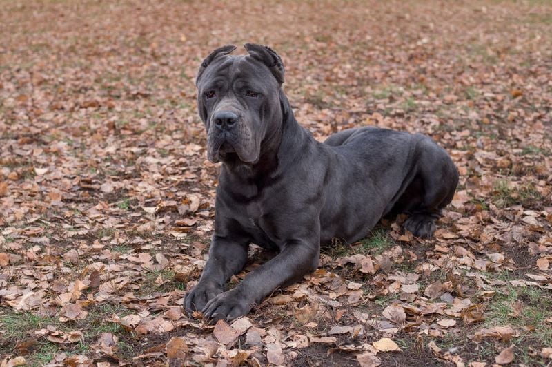 Cane Corso – The Roman War Dog (700 PSI)