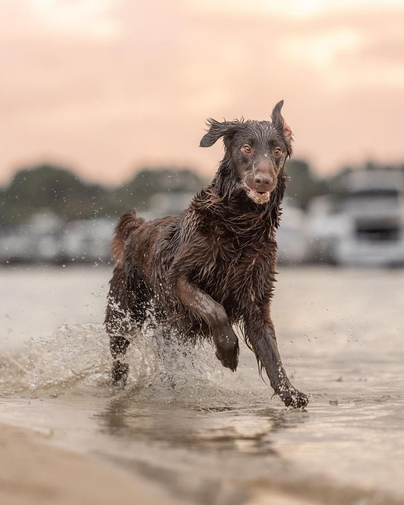 Flat-Coated Retriever: The Perpetually Playful Swimmer