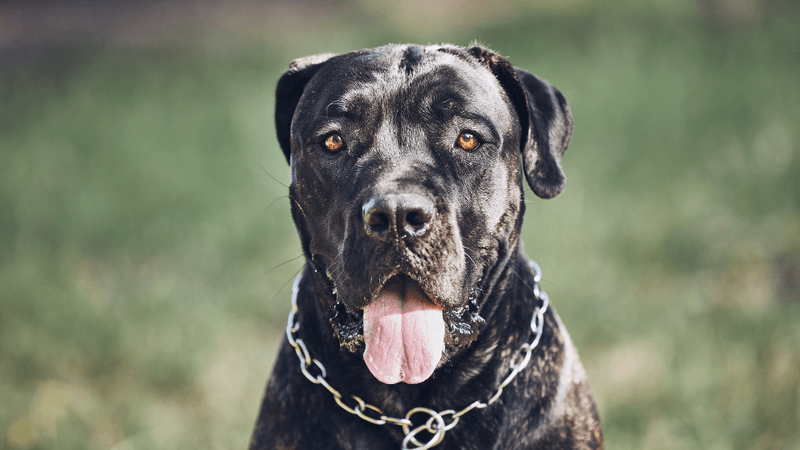 Cane Corso