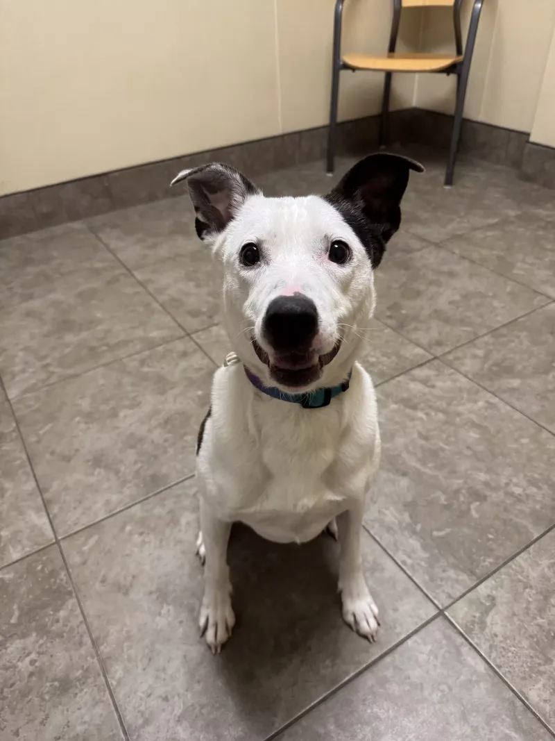 Milo: The Mischievous Maverick