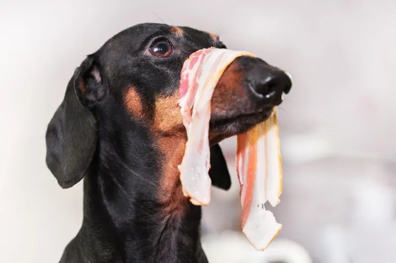 Bacon