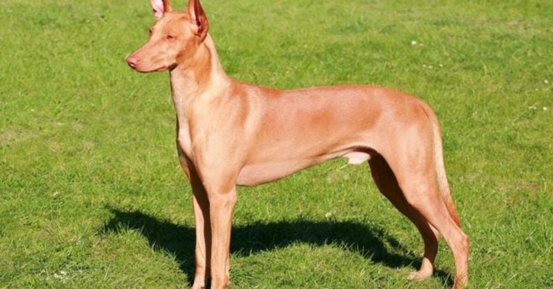 Pharaoh Hound