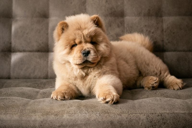 Chow Chow: The Teddy Bear Come to Life
