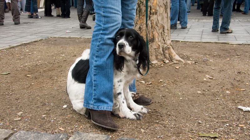 Forcing Interactions With Strangers or Dogs