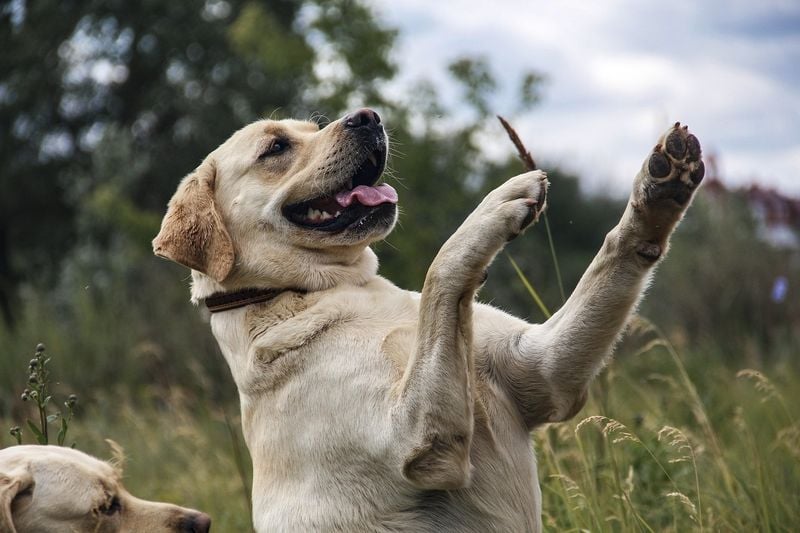 Labrador Retriever: The Eternally Optimistic Companion