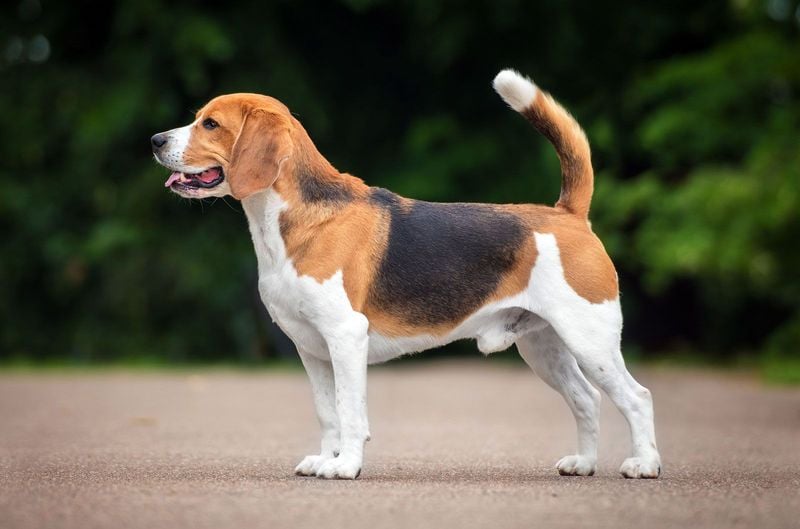 Beagle: The Merry Hound That Keeps Going