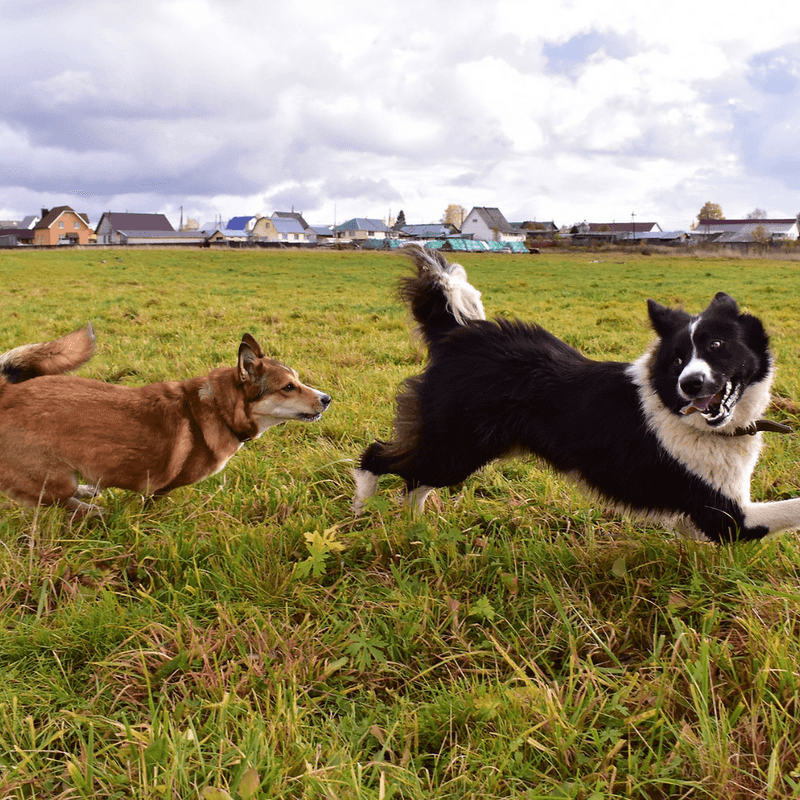 Snappy Attitudes Toward Other Dogs