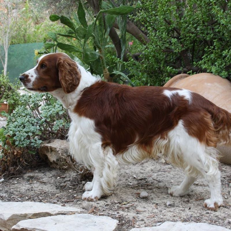 Welsh Springer Spaniel