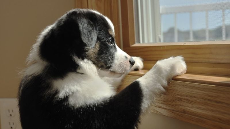 Border Collie: The Workaholic Worrier